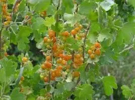 Golden currant: growing features