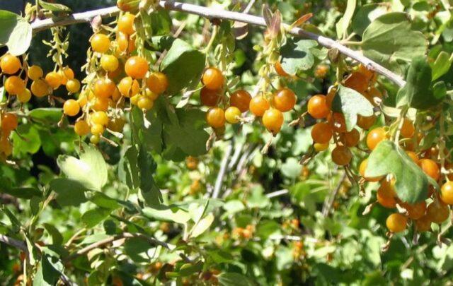 Golden currant Laysan: description, planting and care