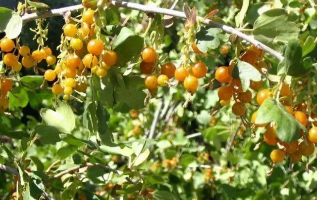 Golden currant Laysan: description, planting and care