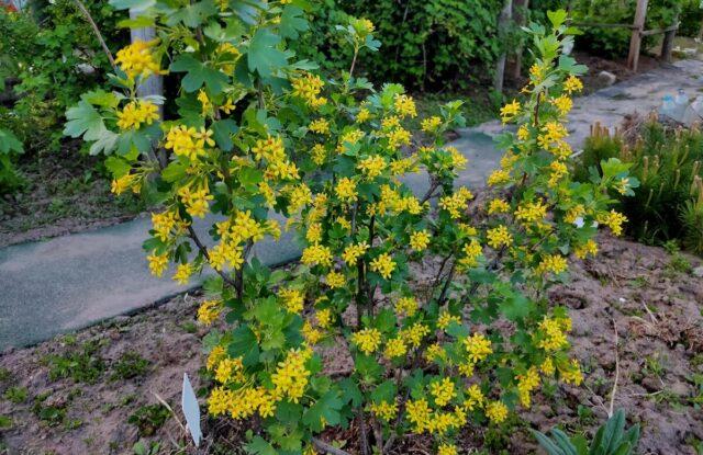 Golden currant Laysan: description, planting and care