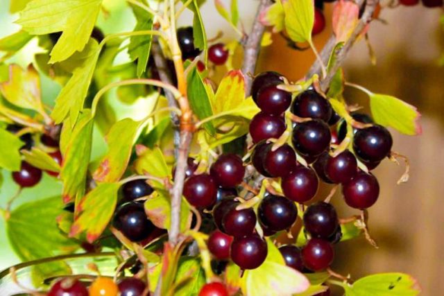 Golden currant: photo and description, planting and care, reviews