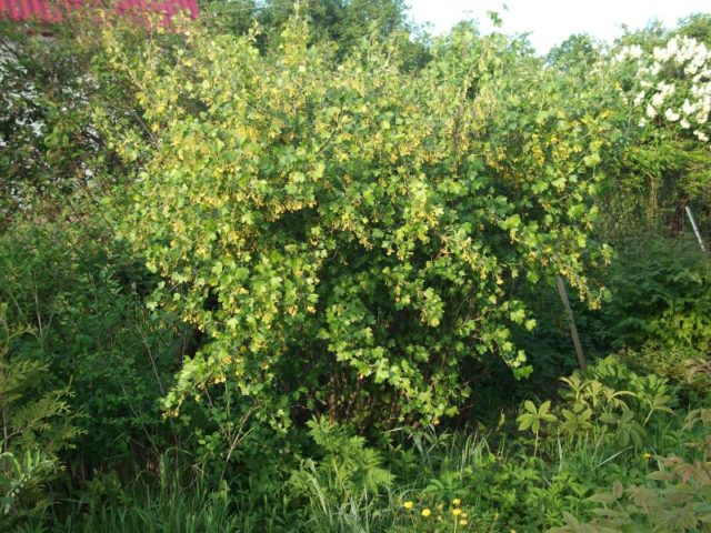 Golden currant: photo and description, planting and care, reviews