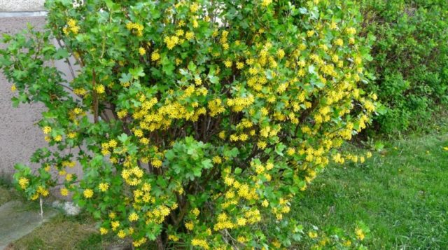 Golden currant: photo and description, planting and care, reviews