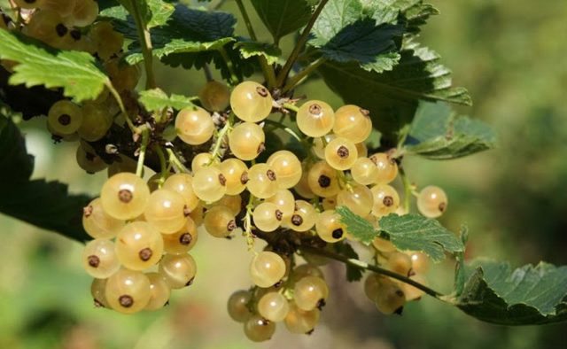 Golden currant: photo and description, planting and care, reviews