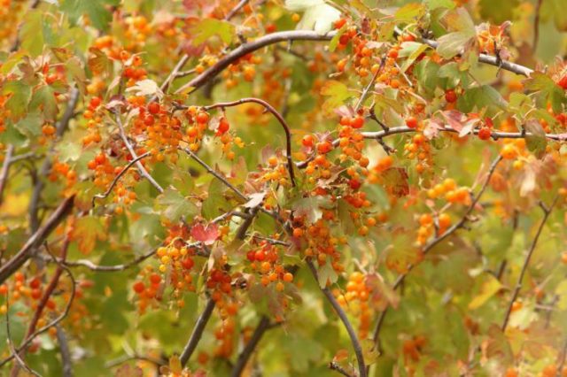 Golden currant: photo and description, planting and care, reviews