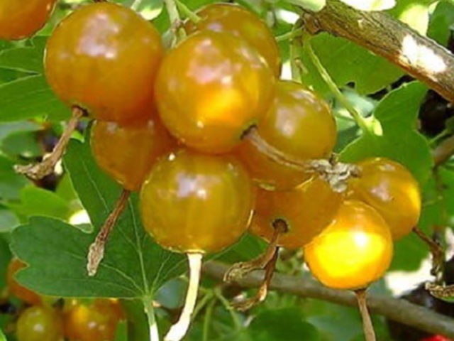 Golden currant: photo and description, planting and care, reviews