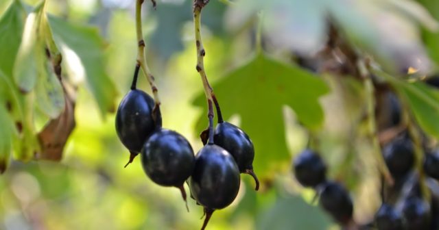 Golden currant: photo and description, planting and care, reviews