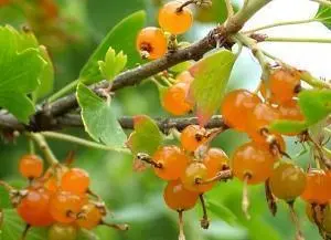 Golden currant: photo and description, planting and care, reviews