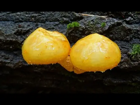 Golden flake (Pholiota aurivella) photo and description