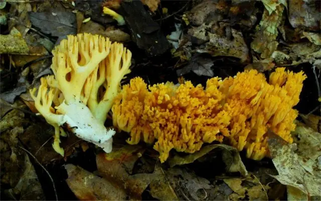 Golden horn (Ramaria golden): description and photo, edibility