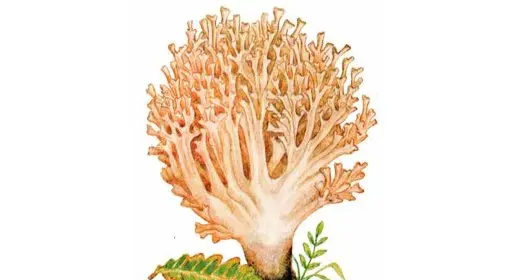 Golden horn (Ramaria golden): description and photo, edibility