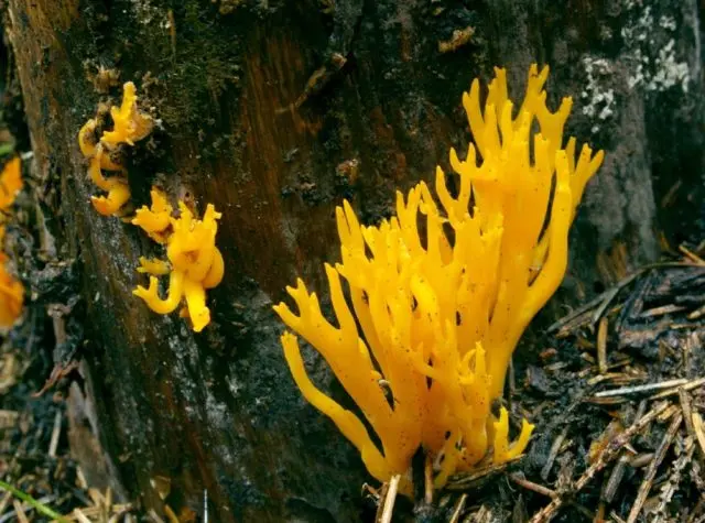 Golden horn (Ramaria golden): description and photo, edibility