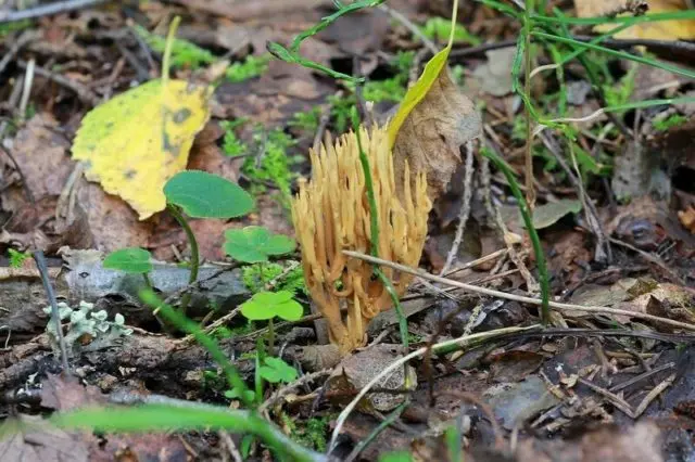 Golden horn (Ramaria golden): description and photo, edibility