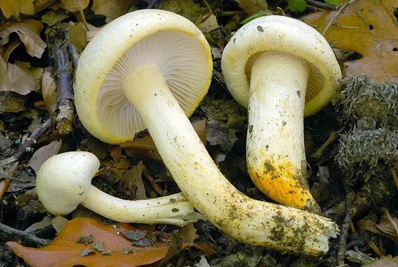 Golden hygrophorus (Hygrophorus chrysodon) photo and description