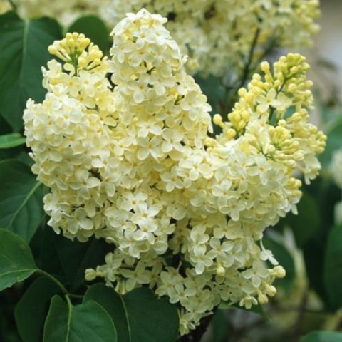 Golden Lilac Primrose (Prime Rose, Primrose): description