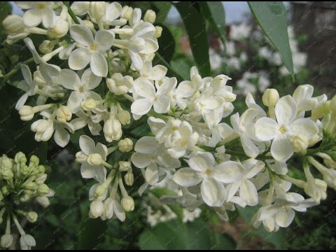 Golden Lilac Primrose (Prime Rose, Primrose): description