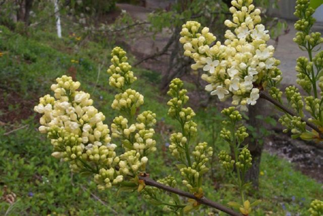 Golden Lilac Primrose (Prime Rose, Primrose): description