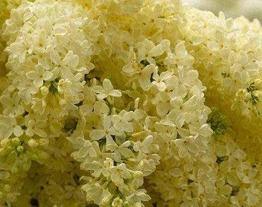 Golden Lilac Primrose (Prime Rose, Primrose): description