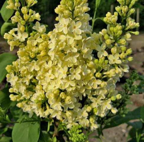 Golden Lilac Primrose (Prime Rose, Primrose): description