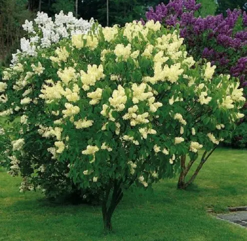 Golden Lilac Primrose (Prime Rose, Primrose): description