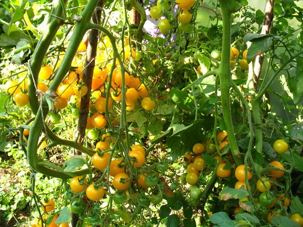 Golden rain tomato: reviews + photos