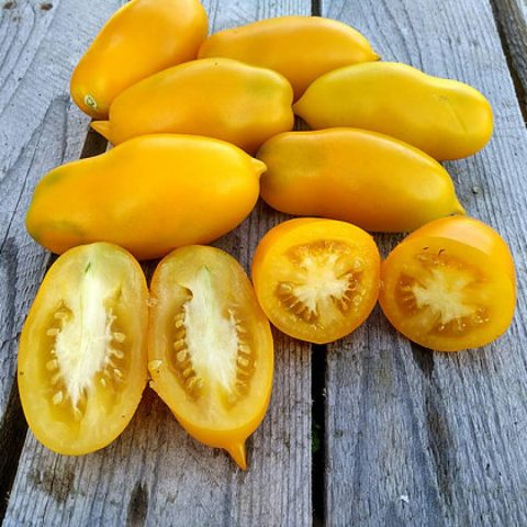 Golden rain tomato: reviews + photos