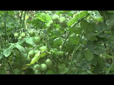 Golden rain tomato: reviews + photos