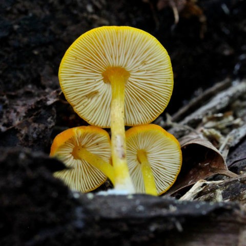 Golden-veined whip: photo and description