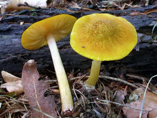 Golden-veined whip: photo and description