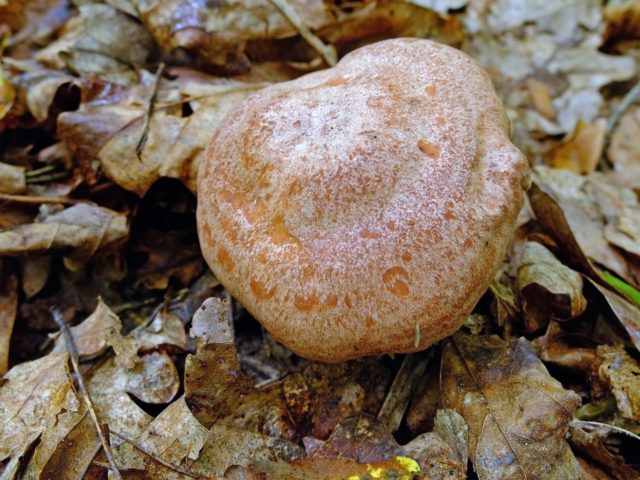 Golden yellow breast (golden lactic): photo and description