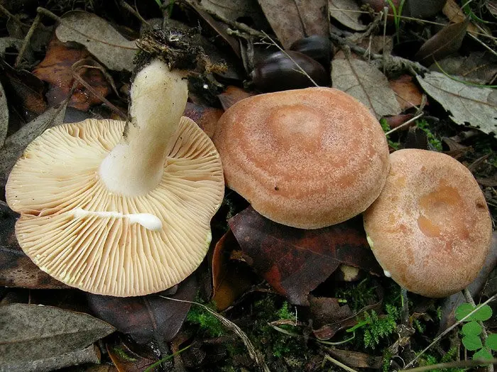 Golden yellow breast (Lactarius chrysorrheus) photo and description