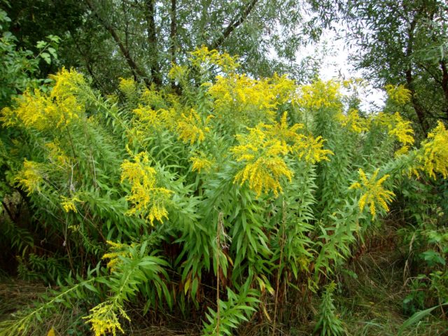 Goldenrod plant: photo and description, types and varieties, where and ...