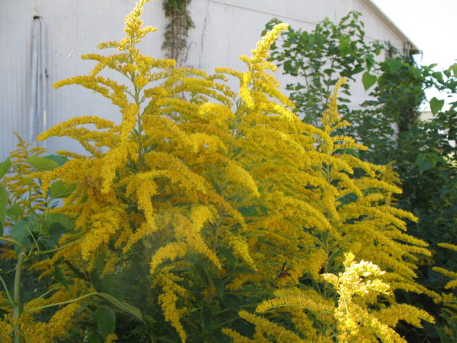 Goldenrod plant: photo and description, types and varieties, where and how it grows, planting and care