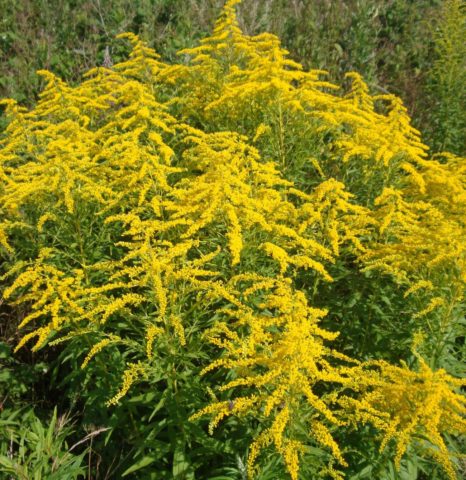 Goldenrod plant: photo and description, types and varieties, where and ...