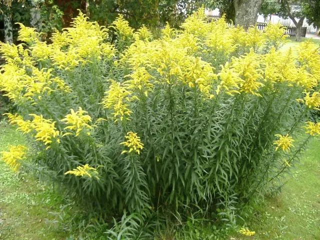 Goldenrod plant: photo and description, types and varieties, where and how it grows, planting and care