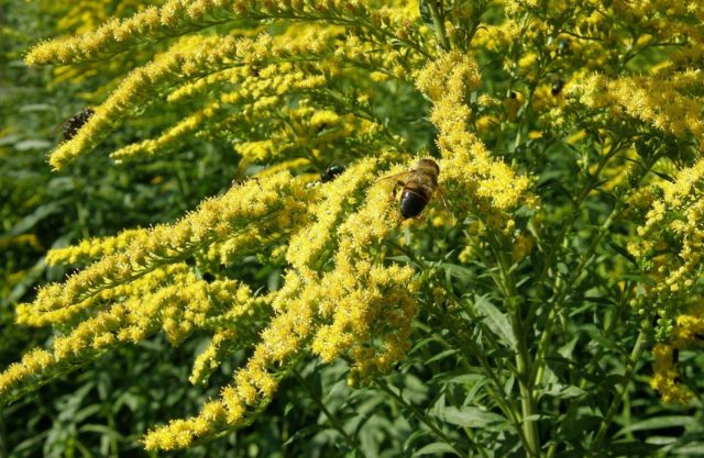 Goldenrod plant: photo and description, types and varieties, where and how it grows, planting and care