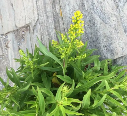 Goldenrod plant: photo and description, types and varieties, where and how it grows, planting and care