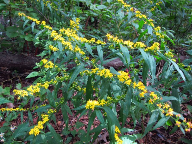 Goldenrod plant: photo and description, types and varieties, where and how it grows, planting and care