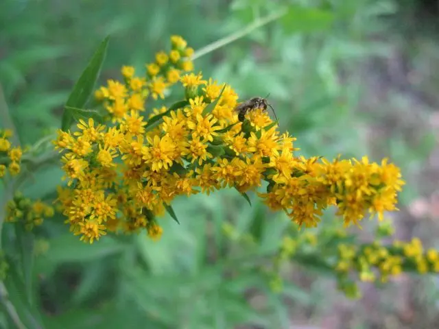 Goldenrod plant: photo and description, types and varieties, where and how it grows, planting and care