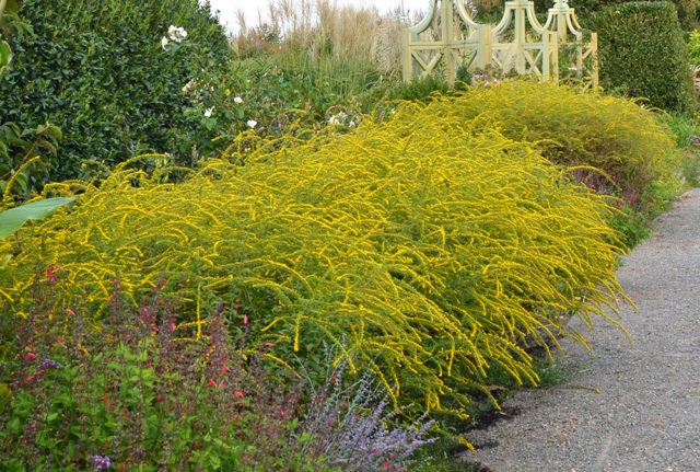 Goldenrod plant: photo and description, types and varieties, where and how it grows, planting and care