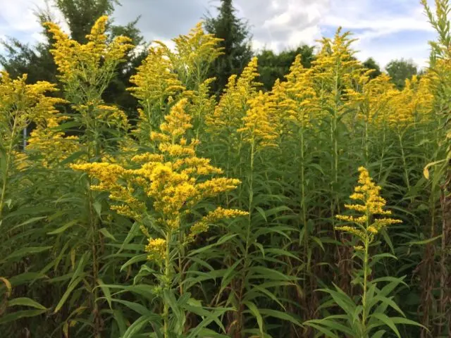 Goldenrod plant: photo and description, types and varieties, where and how it grows, planting and care