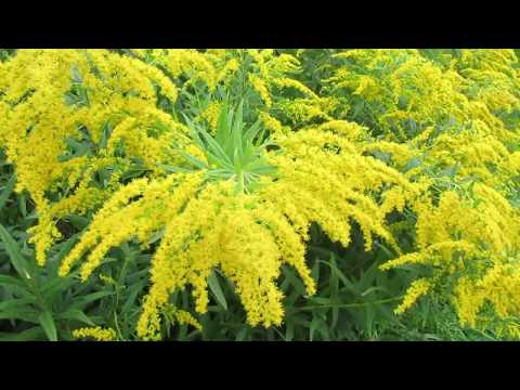 Goldenrod plant: photo and description, types and varieties, where and how it grows, planting and care