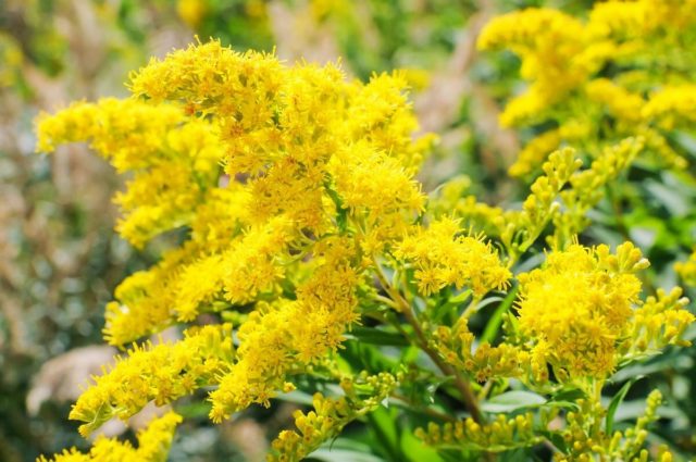 Goldenrod plant: photo and description, types and varieties, where and how it grows, planting and care