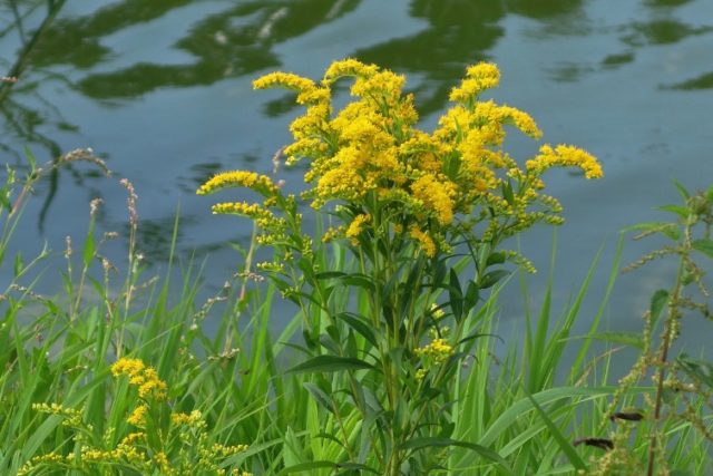 Goldenrod plant: photo and description, types and varieties, where and how it grows, planting and care