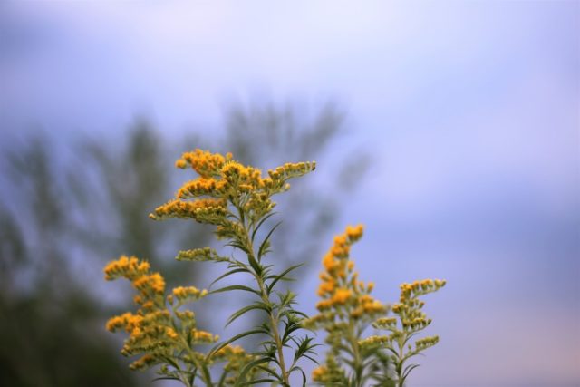 Goldenrod plant: photo and description, types and varieties, where and how it grows, planting and care