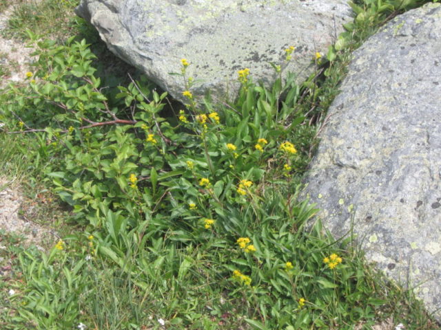 Goldenrod plant: photo and description, types and varieties, where and how it grows, planting and care