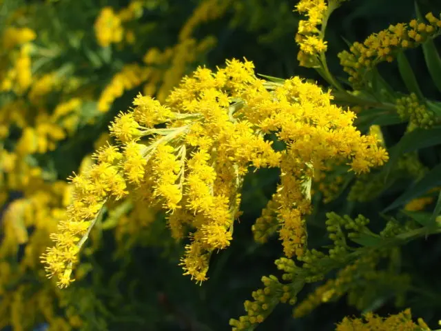 Goldenrod plant: photo and description, types and varieties, where and how it grows, planting and care