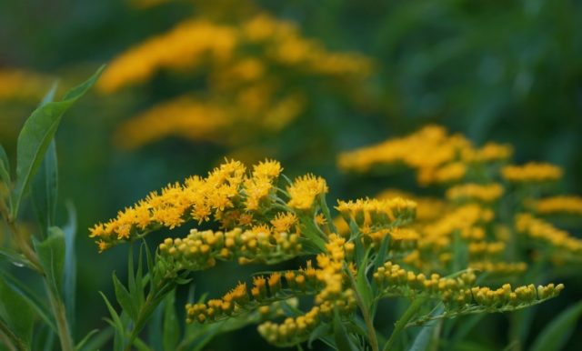 Goldenrod plant: photo and description, types and varieties, where and how it grows, planting and care