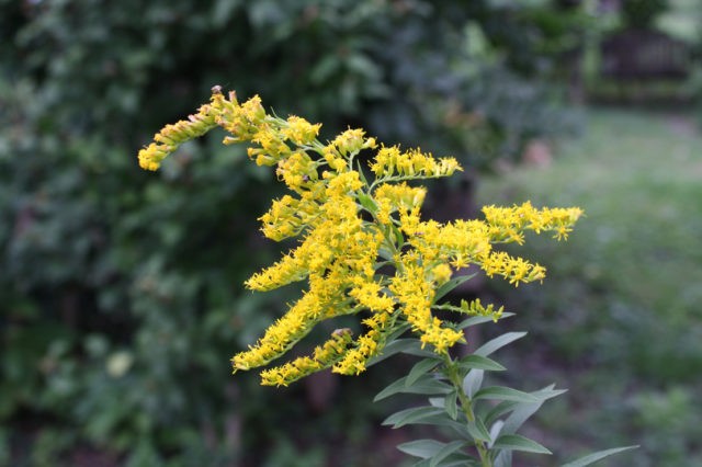 Goldenrod plant: photo and description, types and varieties, where and how it grows, planting and care