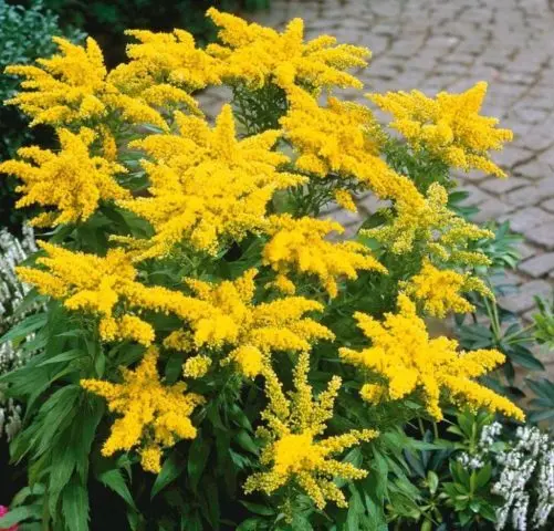 Goldenrod plant: photo and description, types and varieties, where and how it grows, planting and care